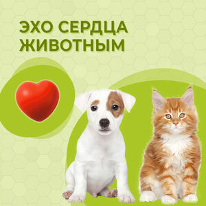 Эхо сердца