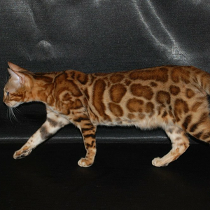Бенгальская кошка
