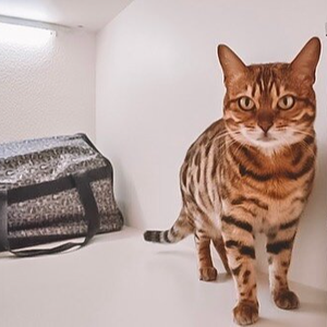 Трансфер для кошек