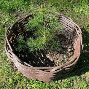 Полимерная лоза