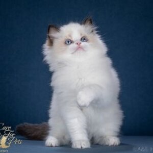 Xanny CareForPets. Помет Х.