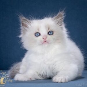 Romeo CareForPets. Помет R.