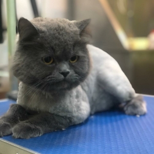 Стрижка кошек