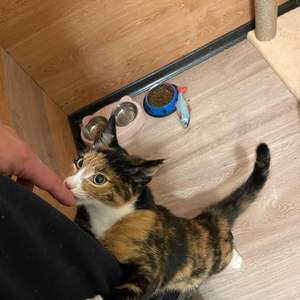 Стандарт кошачий