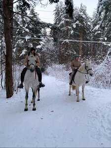 Конные прогулки по зимнему лесу