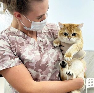 Консультация по одному животному врачом терапевтом