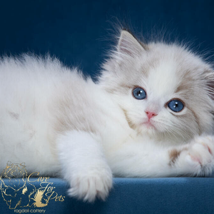 Zlata CareForPets. Помёт Z