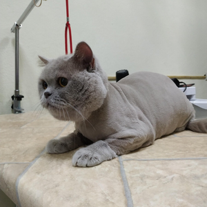 Стрижка кошек