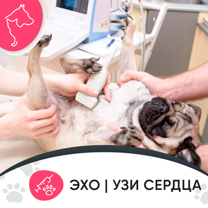 УЗИ сердца животного