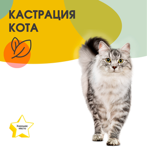 Кастрация кота