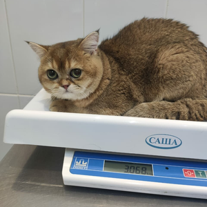 Кастрация кота