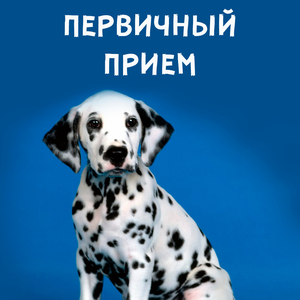 Первичный прием
