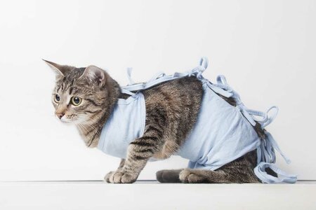 Стерилизация кошек