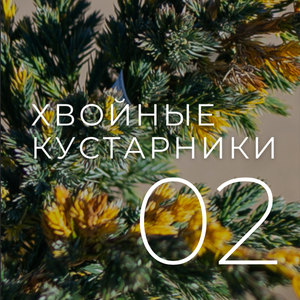 Хвойные кустарники