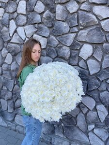 51 Хризантема кустовая