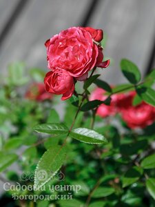 Роза флорибунда "Плантен ун Бломен" / Rose floribunda "P