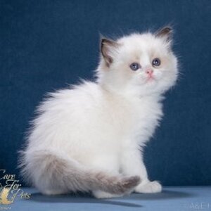  Sean CareForPets. Помет S.