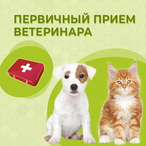 Первичный прием ветеринара