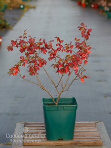Сумах душистый 'Гро-Ло' / Rhus aromatica 'Gro-Low', С5