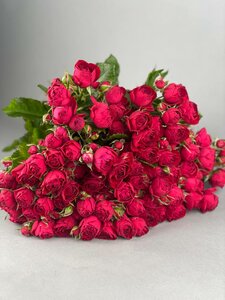 Пионовидная кустовая роза сорта «Red bubbles»