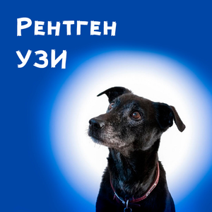 УЗИ и рентген для животных