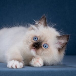 Well Bred CareForPets. Помет W