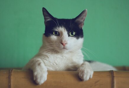 Стерилизация кошек