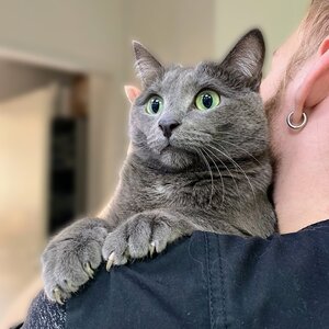 Стерилизация кошки (без медикаментов и материалов)