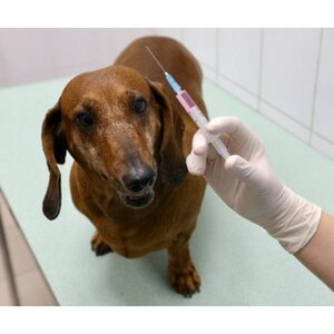 Вакцинация домашних животных