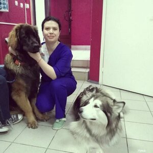 Приём животных в клинике