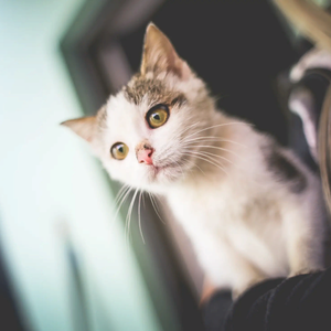 Подрезание когтей кошкам и котам