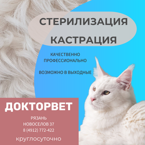 Стерилизация/кастрация питомца. Медтуризм для животных.