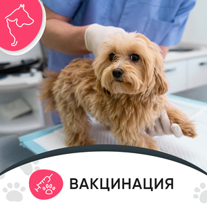 Вакцинация животных