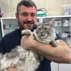 Кастрация кота стандарт