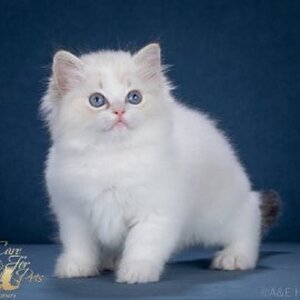  Xander CareForPets. Помет Х.