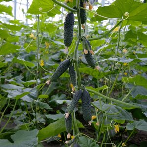 Ergon огурец корнишон композитор F1