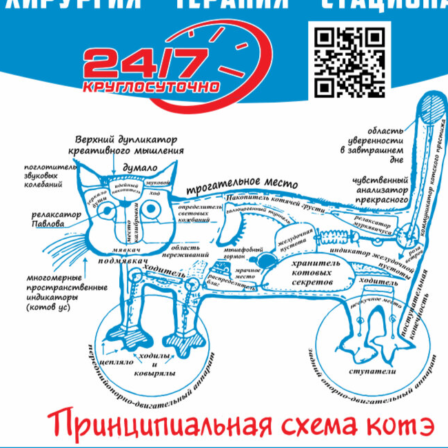 Схема стерилизации кошки