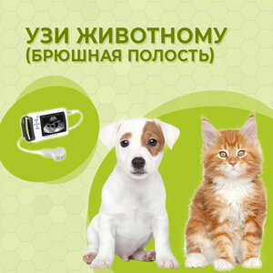 УЗИ животному (брюшная пол.)