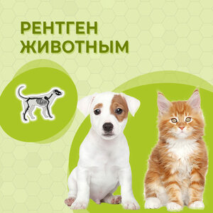 Рентген животным