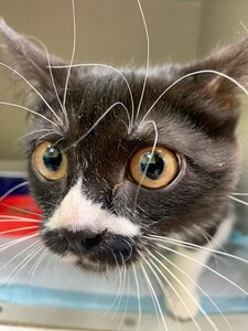 Кастрация кота