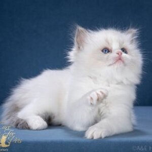  Sunny CareForPets. Помет S.