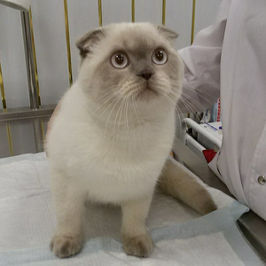 Кастрация кота