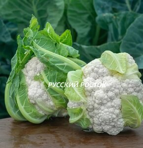 Syngenta Капуста цветная Беринг F1