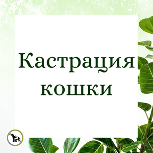 Кастрация/стерилизация кошки (все включено)