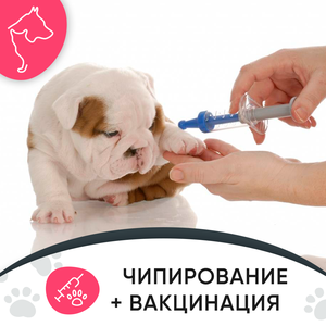 Акция! Чипирование + вакцинация