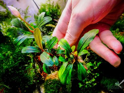 Буцефаландра sp. Apple leaf