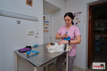 Груминг собак и кошек для животных
