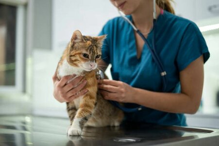 Вакцинация животных