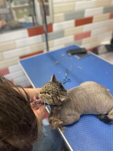 Стрижка котиков без наркоза