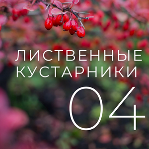 Лиственные кустарники